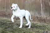 BOULEDOGUE AMERICAIN 011
